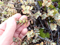 Veronica pinguifolia