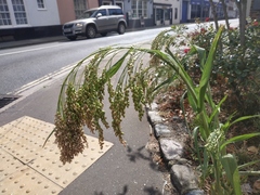 Panicum miliaceum