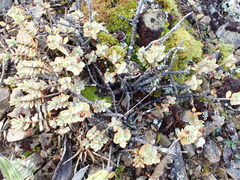 Veronica pinguifolia