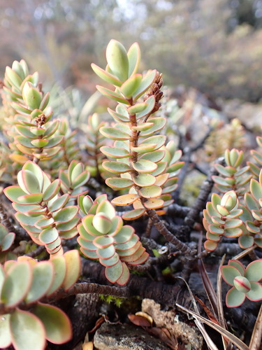 Veronica pinguifolia, photograph 4
