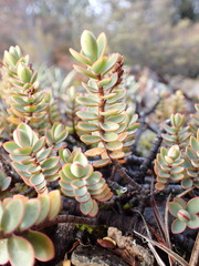 Veronica pinguifolia