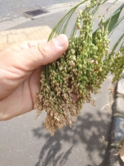 Panicum miliaceum