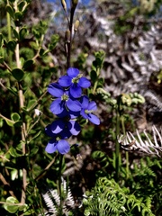 Heliophila linearis