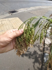 Panicum miliaceum
