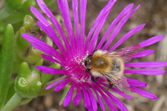 Bombus humilis