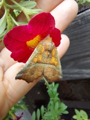 Scoliopteryx libatrix