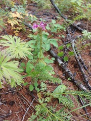 Pedicularis rubens