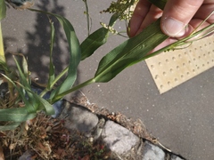Panicum miliaceum