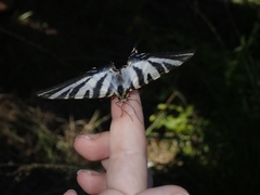 Iphiclides feisthamelii