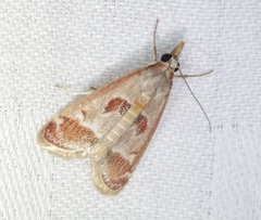 Syntonarcha iriastis