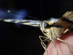 Iphiclides feisthamelii