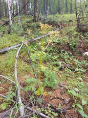 Pleurospermum uralense