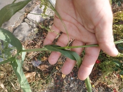 Panicum miliaceum