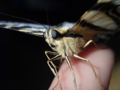 Iphiclides feisthamelii