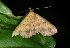 Cerynea ustula