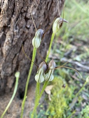 Pterostylis pedunculata