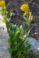 Solidago simplex