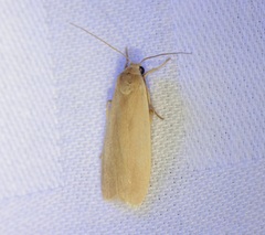 Danielithosia immaculata