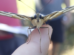 Iphiclides feisthamelii