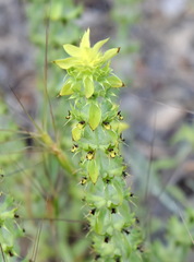 Sideritis montana