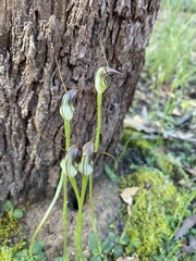 Pterostylis pedunculata