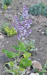Salvia sclarea