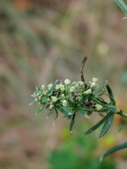 Galium