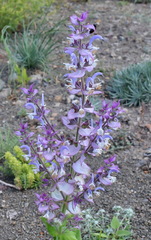 Salvia sclarea