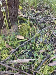 Pterostylis pedunculata