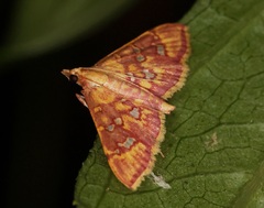 Ischnurges gratiosalis