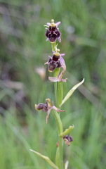 Ophrys oestrifera