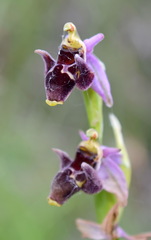 Ophrys oestrifera