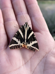 Euplagia quadripunctaria