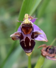 Ophrys oestrifera