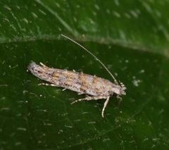 Metharmostis multilineata