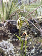 Pterostylis grandiflora