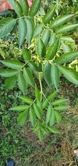 Sambucus nigra