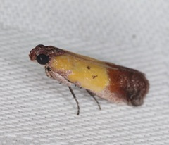 Piesmopoda semilutea
