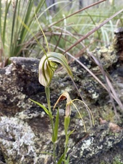 Pterostylis grandiflora