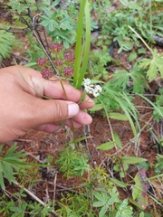 Ostericum tenuifolium