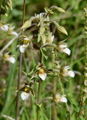 Epipactis palustris