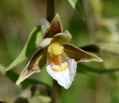 Epipactis palustris