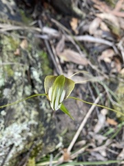 Pterostylis grandiflora
