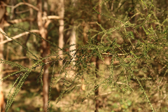 Melaleuca irbyana
