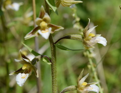 Epipactis palustris