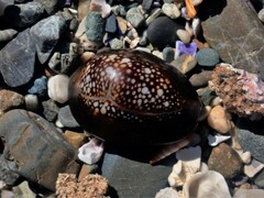 Monetaria caputserpentis