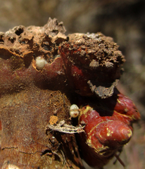 Fungi
