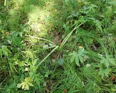 Pleurospermum uralense