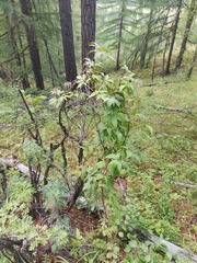 Clematis alpina sibirica