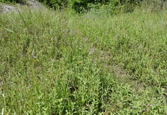 Dactylorhiza iberica